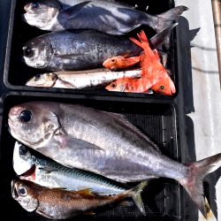 渡船屋たにぐち 釣果