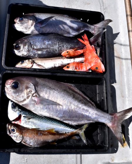 渡船屋たにぐち 釣果
