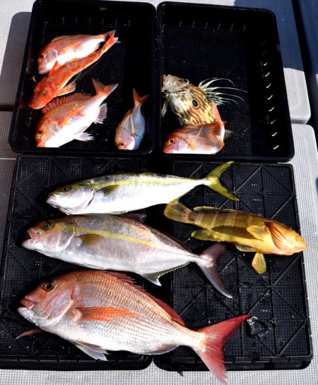 渡船屋たにぐち 釣果