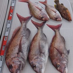 遊漁船 家入 釣果