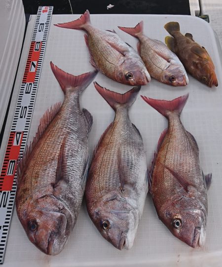 遊漁船 家入 釣果