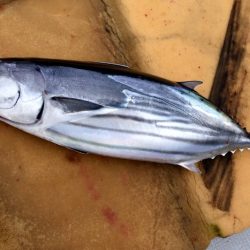 渡船屋たにぐち 釣果