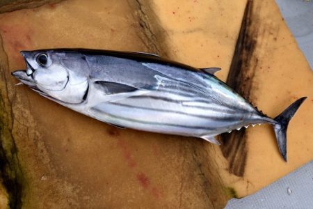 渡船屋たにぐち 釣果