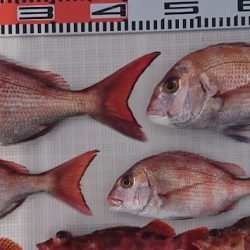 遊漁船 家入 釣果