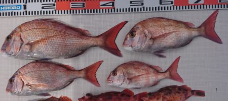 遊漁船 家入 釣果