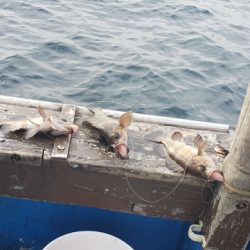 海龍丸（石川） 釣果