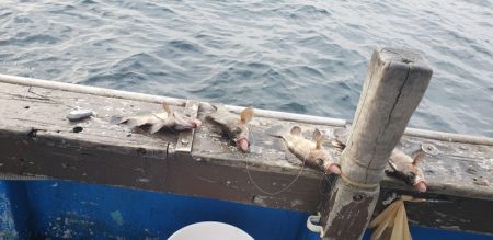 海龍丸（石川） 釣果