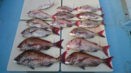 きずなまりん 釣果