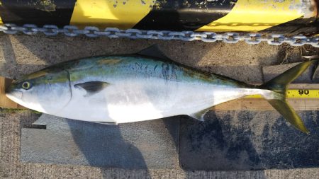 第二龍勢丸 釣果