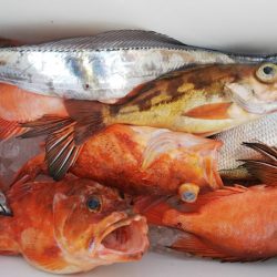 第二龍勢丸 釣果