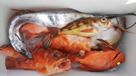 第二龍勢丸 釣果