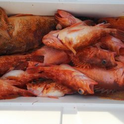 第二龍勢丸 釣果