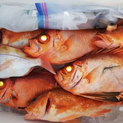 第二龍勢丸 釣果