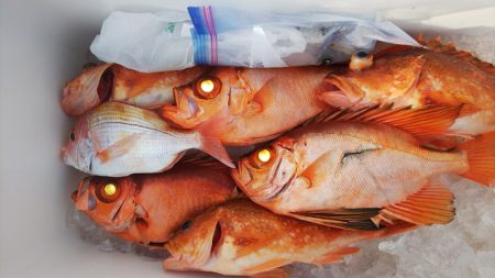 第二龍勢丸 釣果