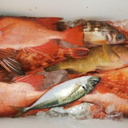 第二龍勢丸 釣果