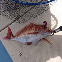 だて丸 釣果