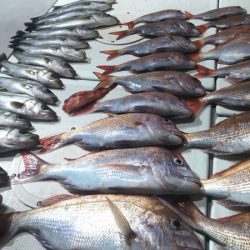 タイラバ遊漁船 ワンピース 釣果