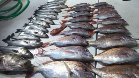 タイラバ遊漁船 ワンピース 釣果