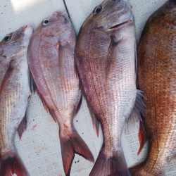 タイラバ遊漁船 ワンピース 釣果