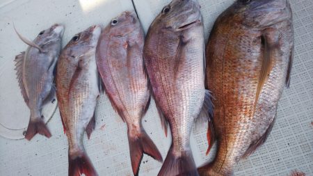 タイラバ遊漁船 ワンピース 釣果