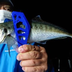 シースナイパー海龍 釣果
