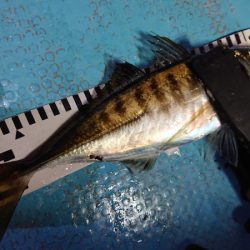 シースナイパー海龍 釣果