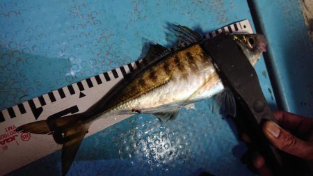 シースナイパー海龍 釣果