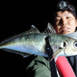 シースナイパー海龍 釣果