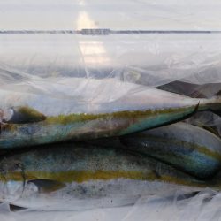 第二龍勢丸 釣果