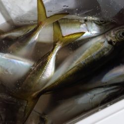 シースナイパー海龍 釣果