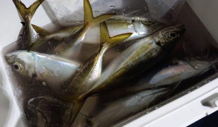 シースナイパー海龍 釣果