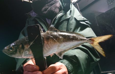 シースナイパー海龍 釣果