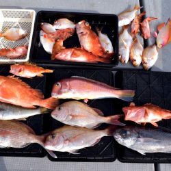 渡船屋たにぐち 釣果