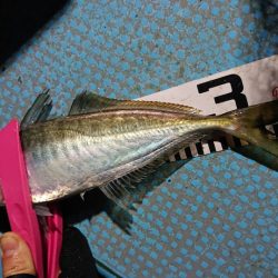 シースナイパー海龍 釣果