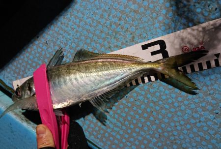 シースナイパー海龍 釣果