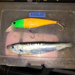 FEEDLOT 釣果