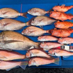 釣鯛洋 釣果