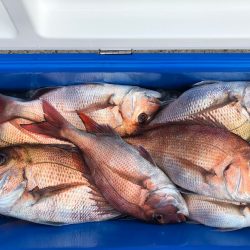 第二八坂丸 釣果