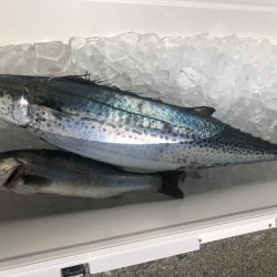 ぽん助丸 釣果