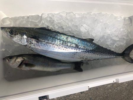 ぽん助丸 釣果