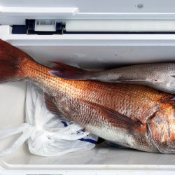 第二八坂丸 釣果