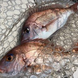 「LaGooN」蒼陽丸 日和号 釣果