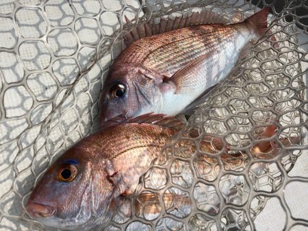 「LaGooN」蒼陽丸 日和号 釣果