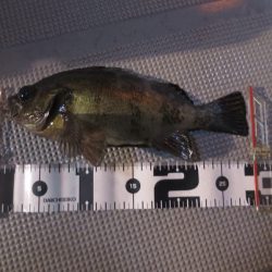 Chase（チェイス） 釣果