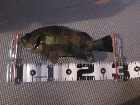 Chase（チェイス） 釣果