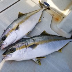 アマテラス 釣果