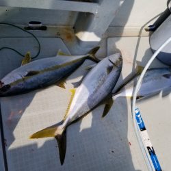 アマテラス 釣果