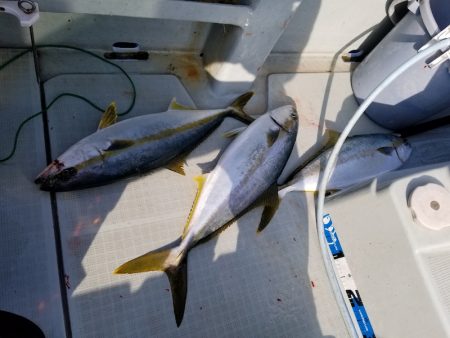 アマテラス 釣果