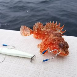 アマテラス 釣果