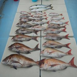 きずなまりん 釣果